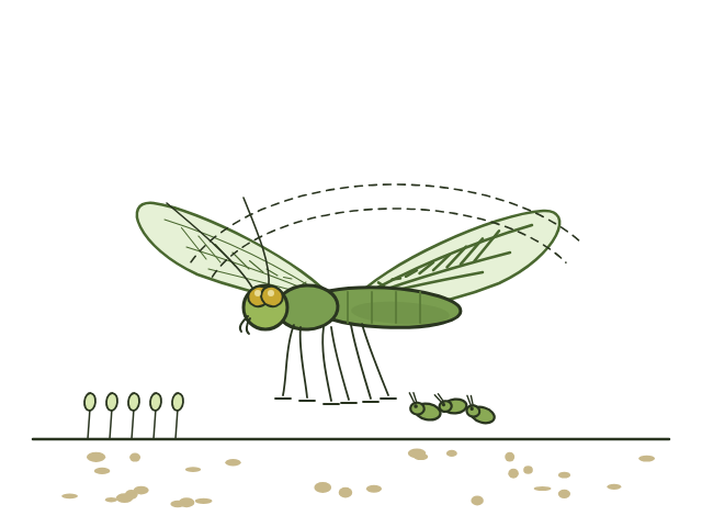 gaasvlieg illustratie